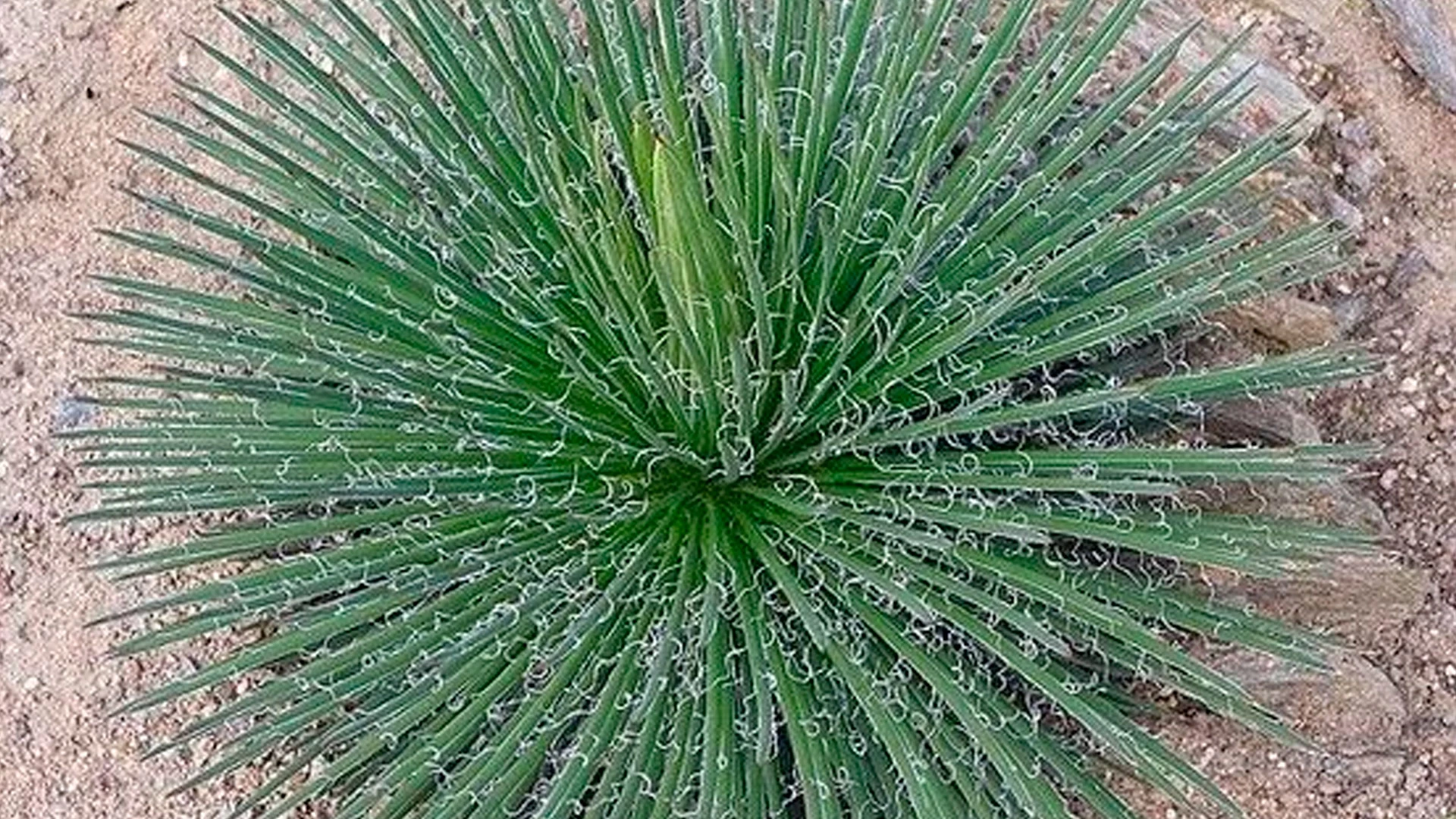 Agave Palito