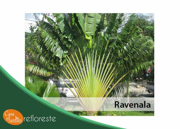 Palmeira Ravenala / Árvore-do-viajante - Planta Delivery