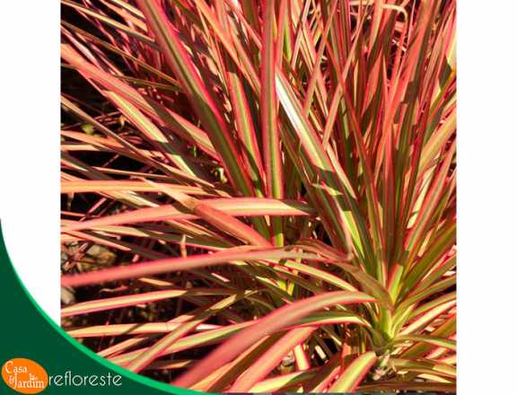 Dracena Tricolor