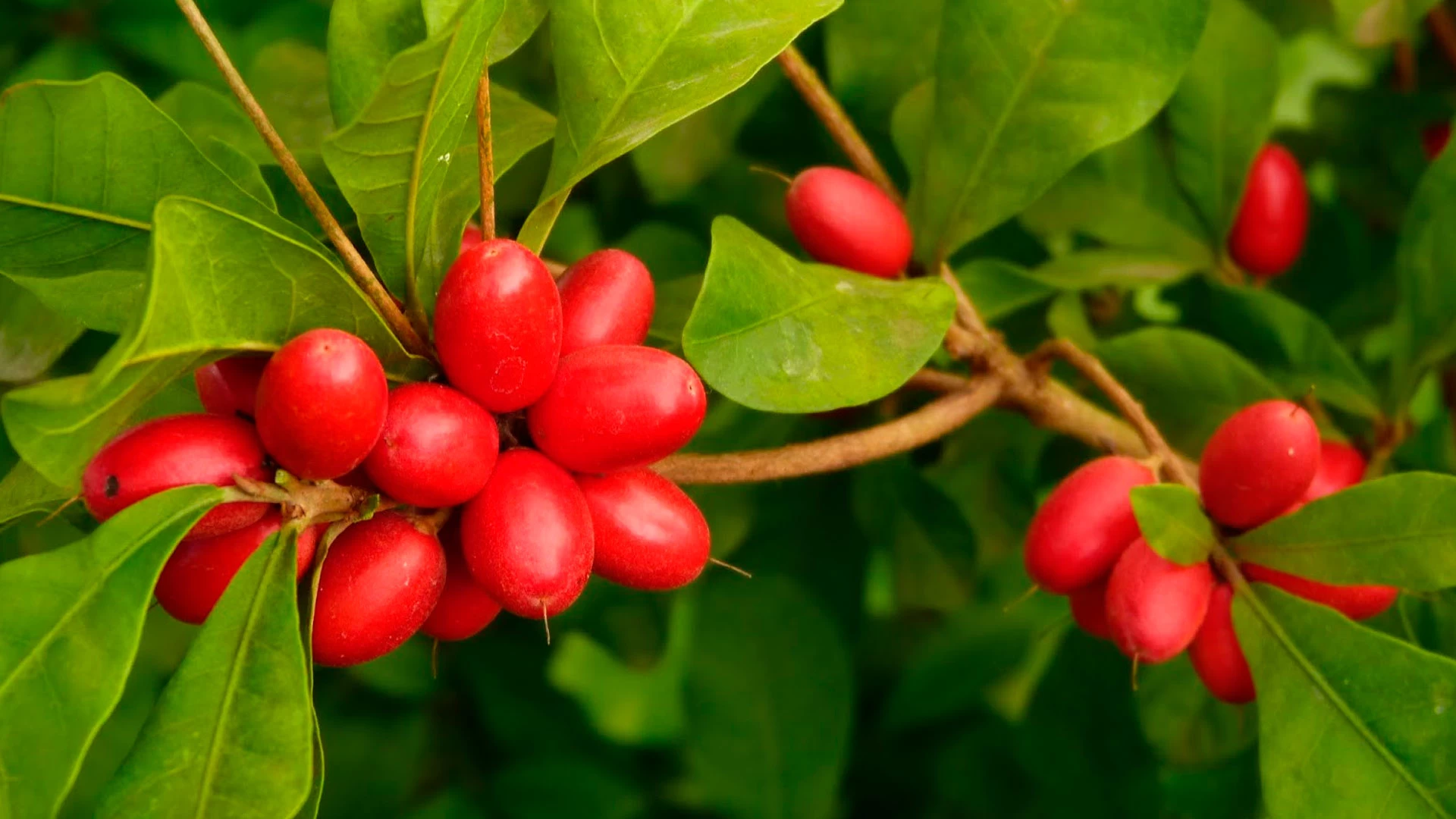  Fruta dos Milagres