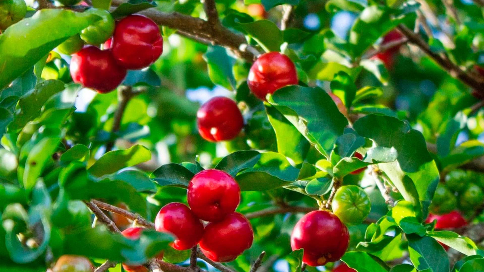 Muda de acerola