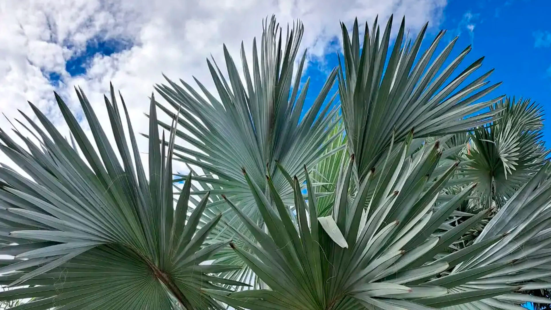 Palmeira azul