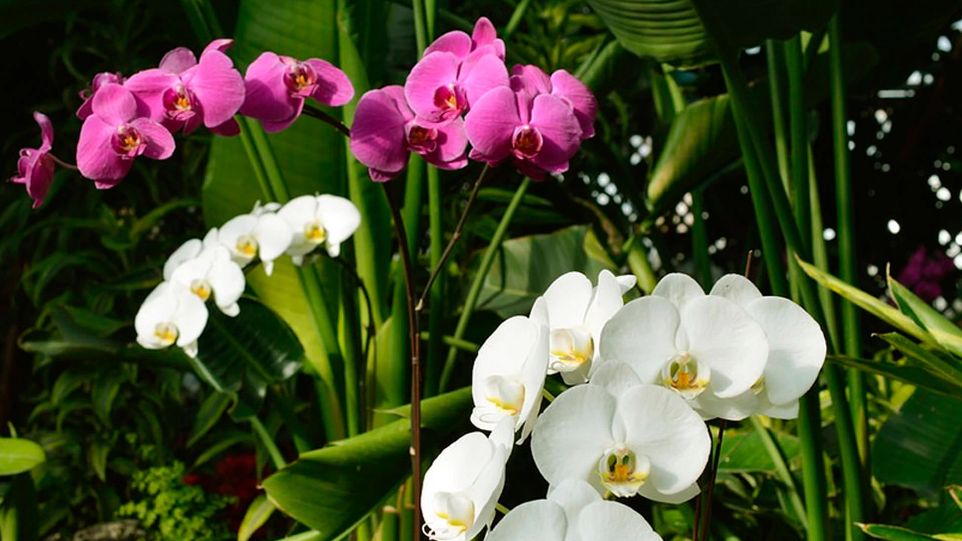 Orquídeas