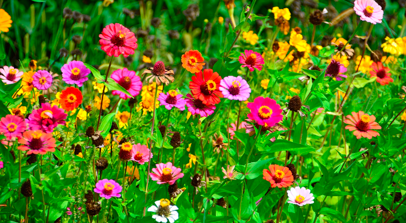 Festival de Flores e Plantas Ornamentais