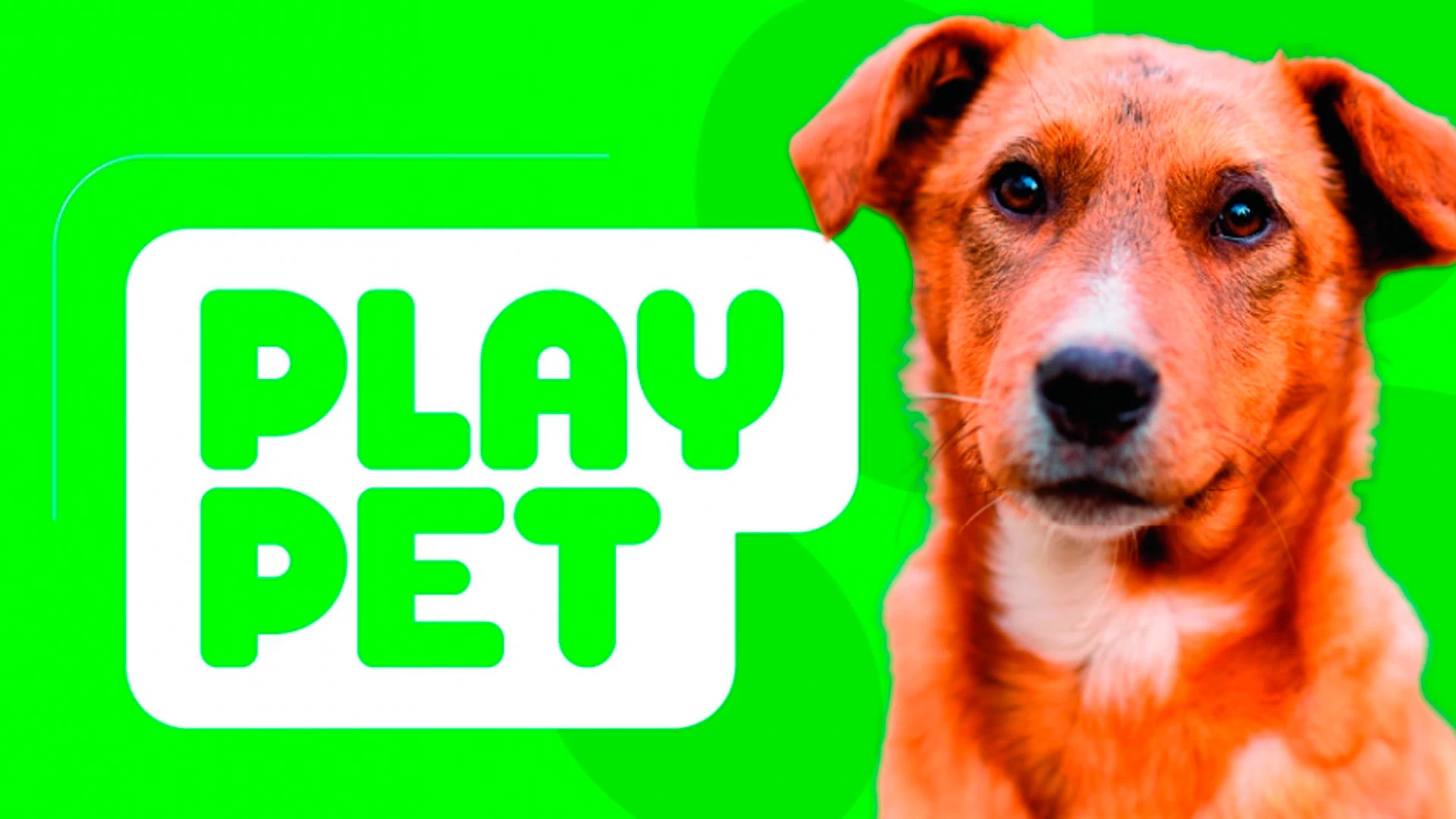 Inauguração do Play Pet 