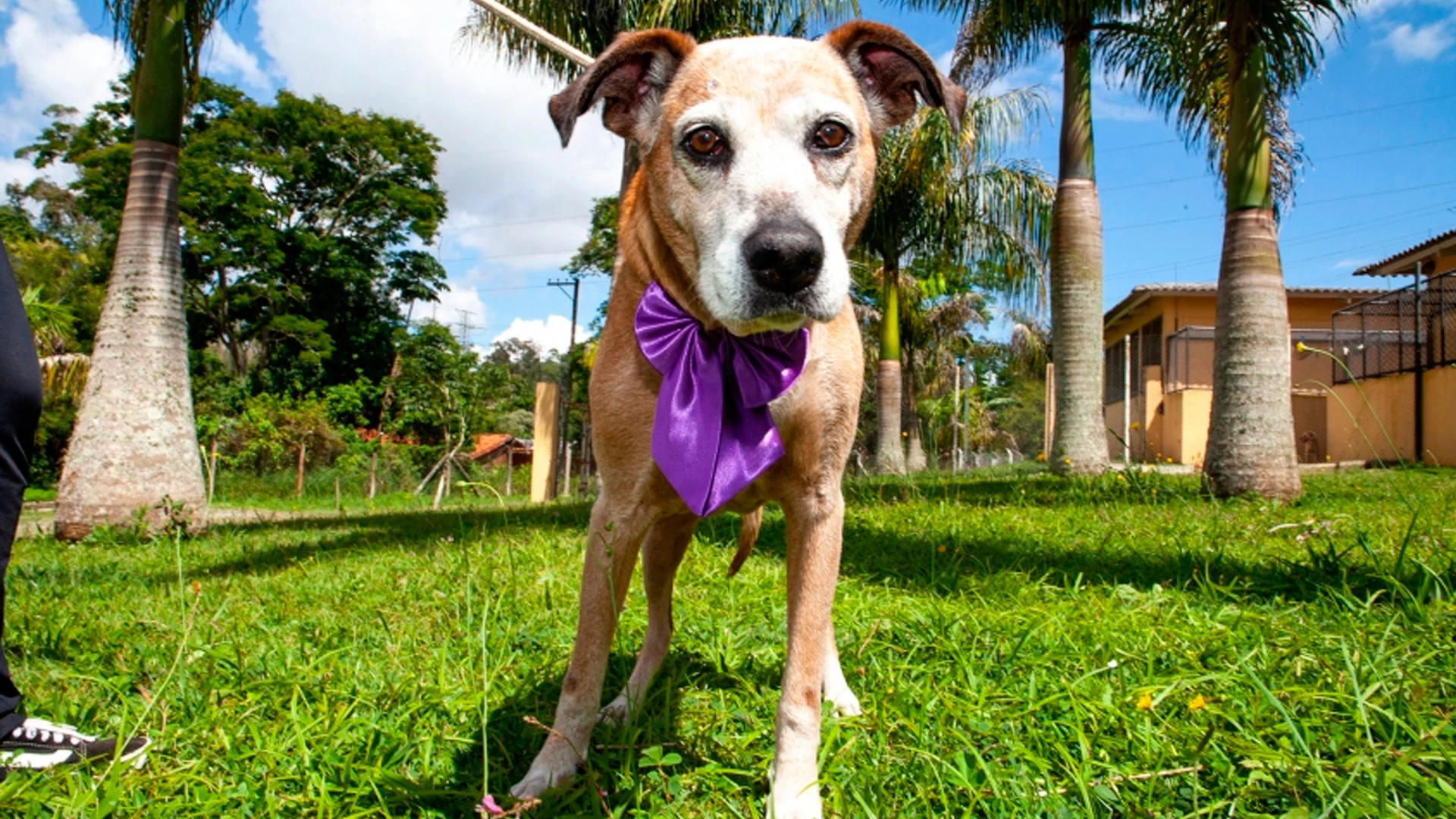 Feira de Adoção com Passeio Animal