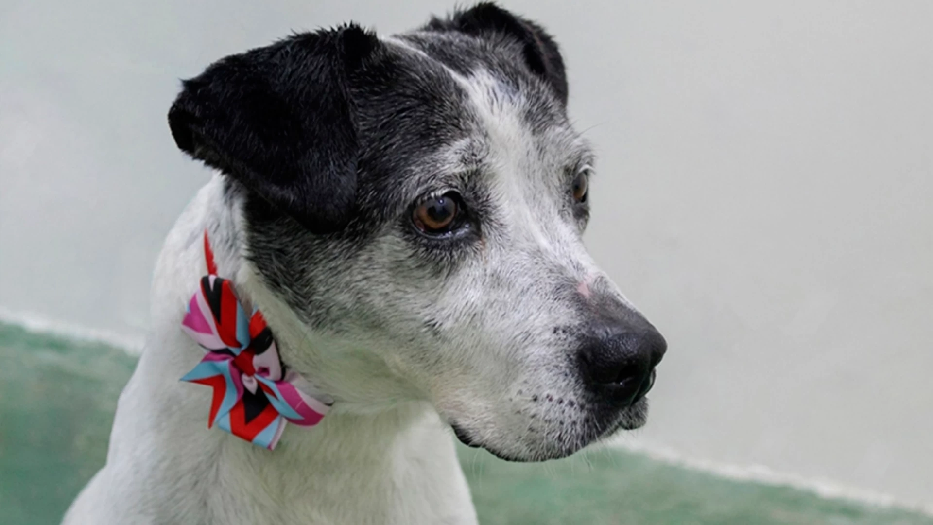 Evento de doação de animais