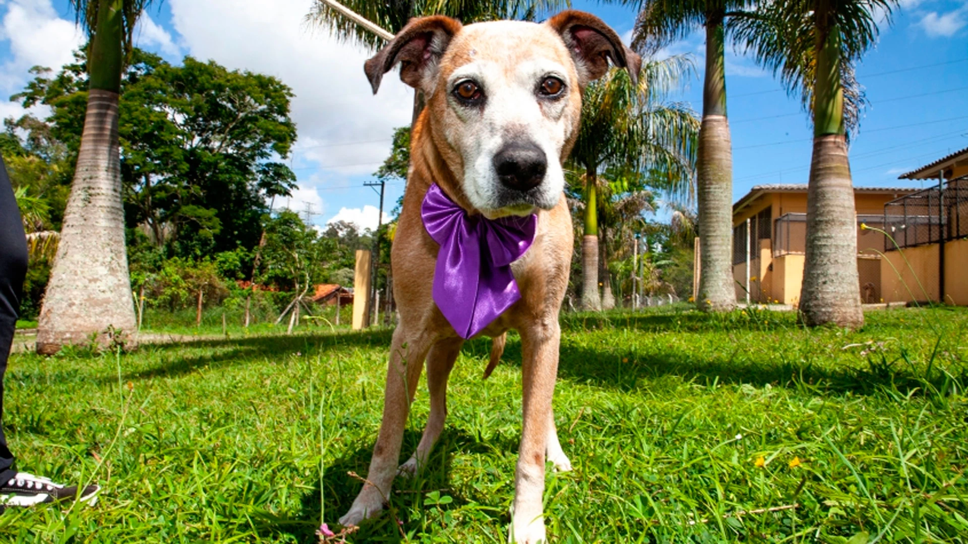 Feira de Adoção com Passeio Animal